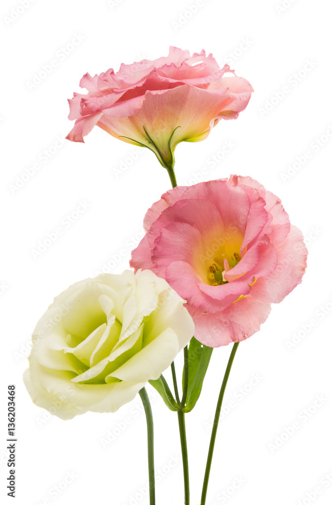 Fototapeta premium eustoma flower
