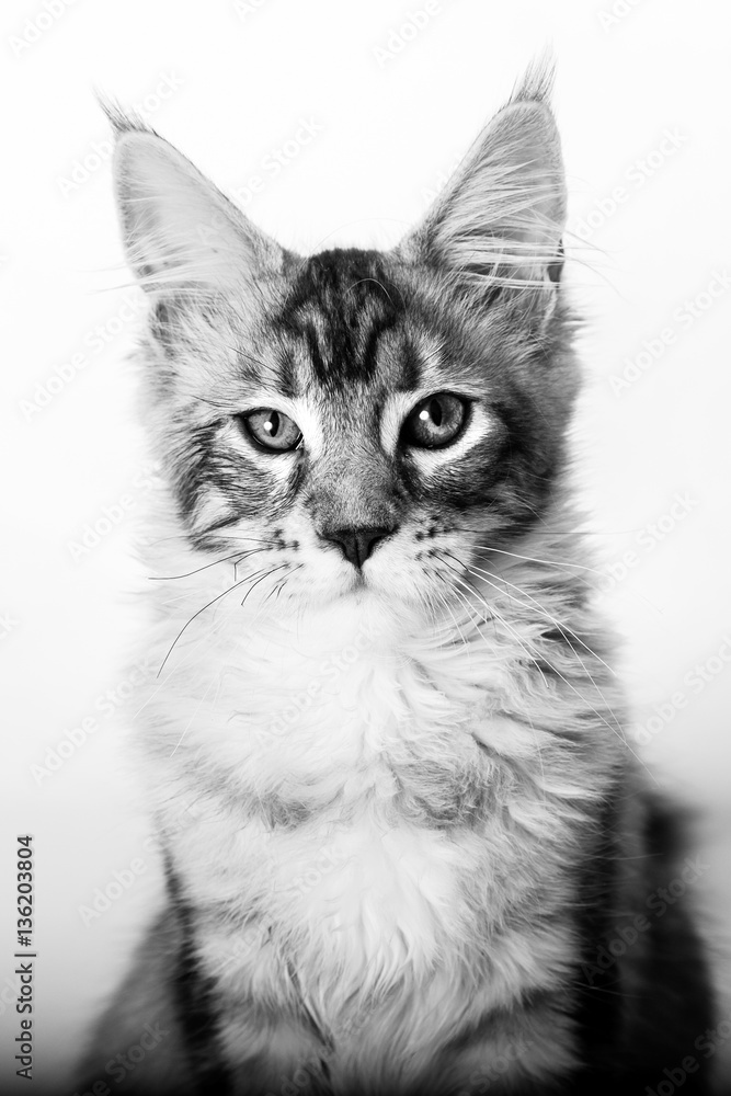 Chat Maine coon