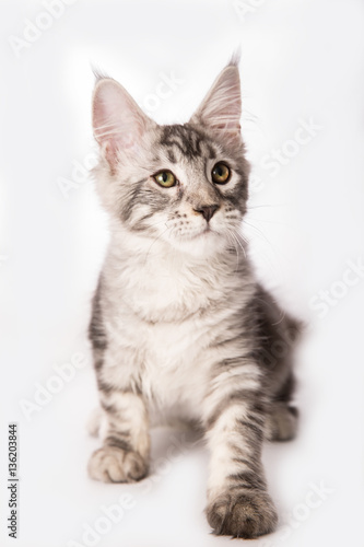 Chaton Maine coon 