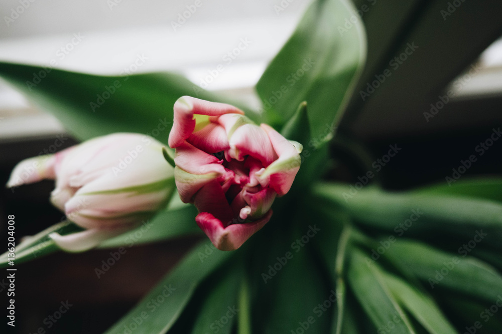 Bright pink and white tulips flowers Bright pink and white tulips flowers