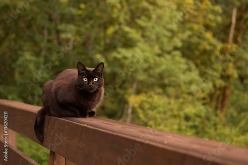 black cat on a fence