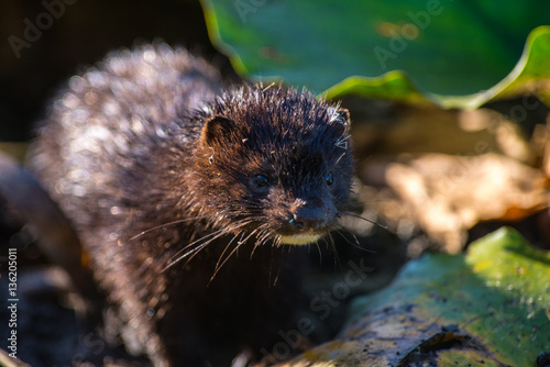 Wild american mink in leaves of water lily
