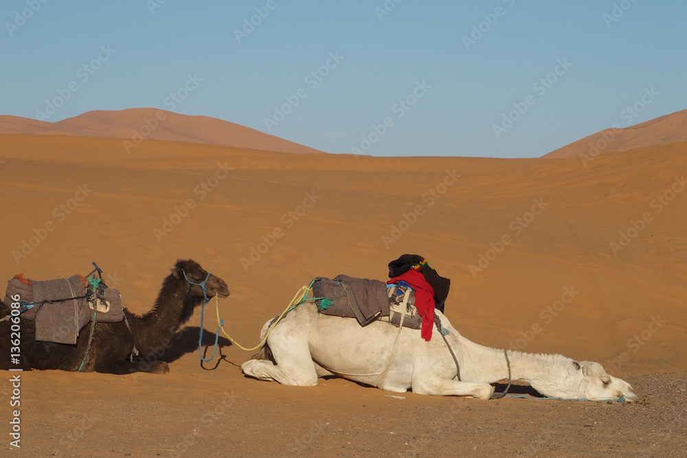 Fototapeta premium Weißes Kamel im Erg Chebbi