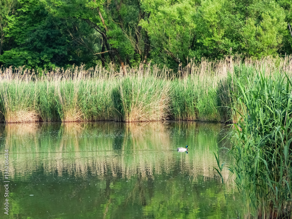 Behind reeds reflected in the lake water and a wild duck Behind reeds reflected in the lake water and a wild duck
