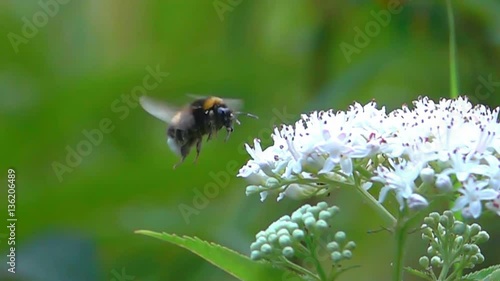 Bumble bee slow motion flying details bumblebee  photo