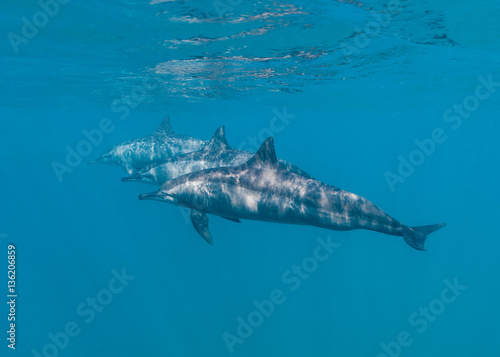 Three dolphins underwater