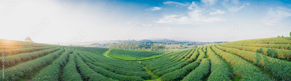 Tea plantation landscape with panorama