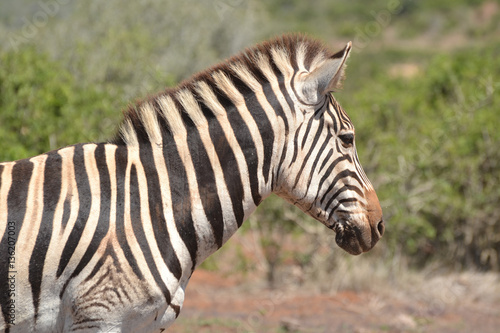 Steppenzebra