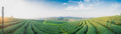Tea plantation landscape with panorama