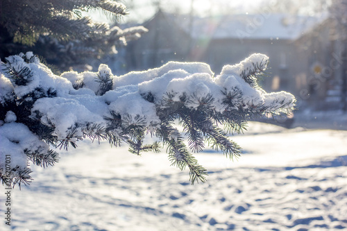 Christmas tree branch.