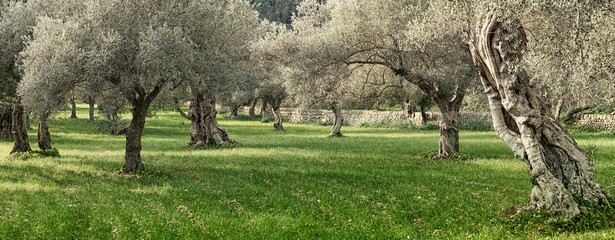 Crédence de cuisine Olivier Oliveraie ensoleillée de l'île de Majorque  © juanjo