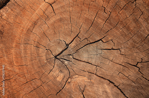 Wood grain texture of old tree stump with cracks in brown tone f