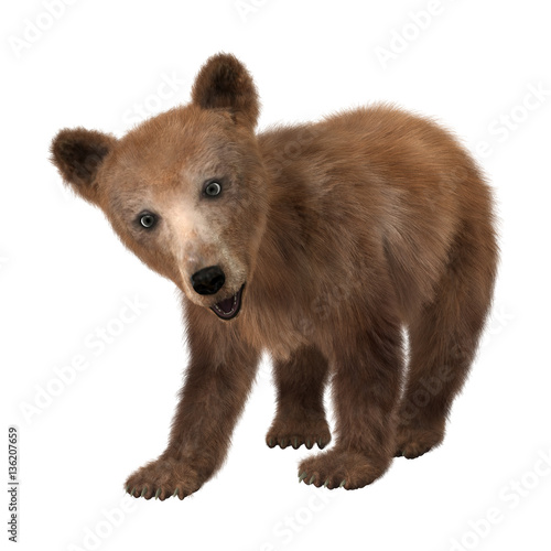 3D Rendering Brown Bear Cub on White © photosvac