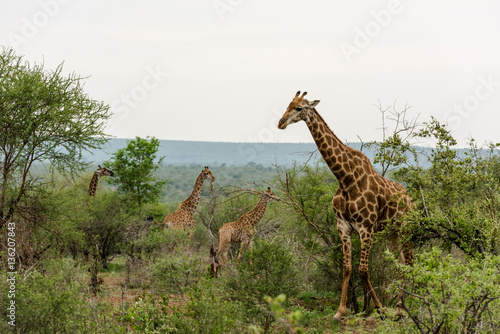 Giraffes feeding in the bush