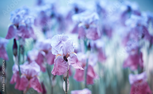 Fototapeta Naklejka Na Ścianę i Meble -  Iris Flowers