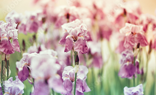 Fototapeta Naklejka Na Ścianę i Meble -  Iris Flowers