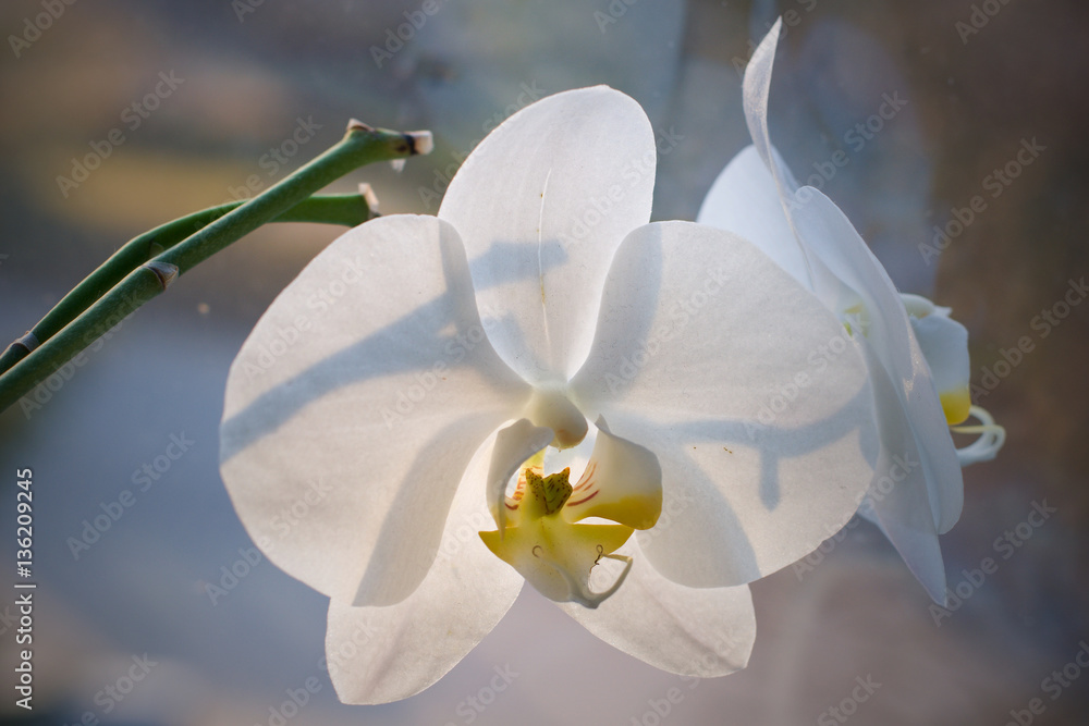 orchid orchid