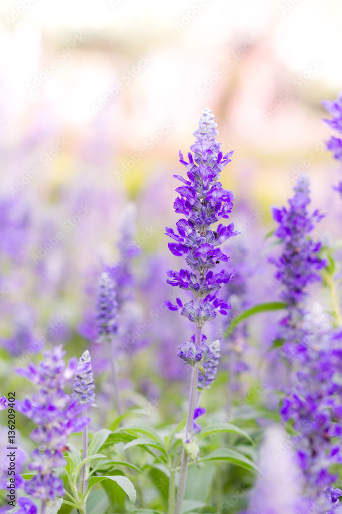 Obraz premium purple lavender flowers in the field.