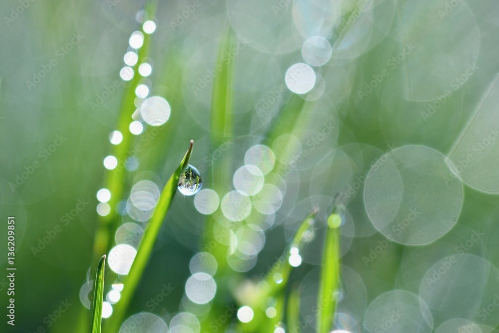 Spring. Beautiful natural background of green grass with dew and water drops. Seasonal concept - morning in nature. - obrazy, fototapety, plakaty 