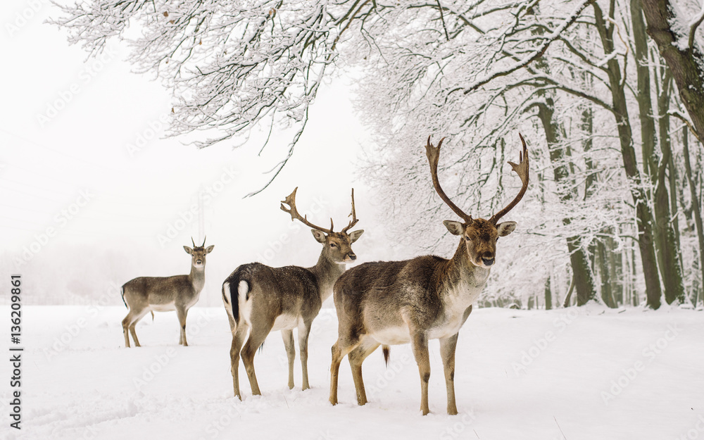 Fototapeta premium A male of fallow deer with grate antlers standing on the snow