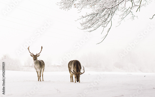A male of fallow deer with grate antlers standing on the snow
