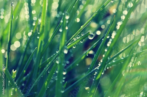 Spring. Beautiful natural background of green grass with dew and water drops. Seasonal concept - morning in nature.