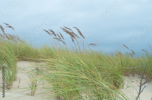 Beach Grasses