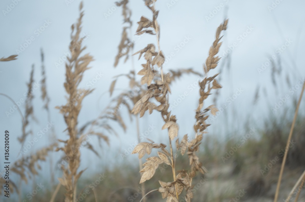 Beach Grass Beach Grass