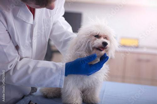 veterinarian examine small dog in pet clinic,early detection and