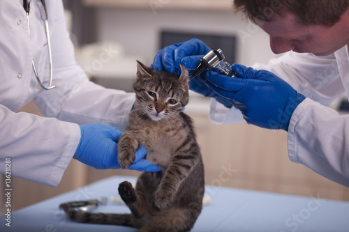 Fototapeta Naklejka Na Ścianę i Meble -  veterinarian examine cat ears in pet clinic,early detection and