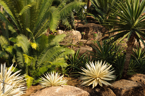 Giant Cactus photo