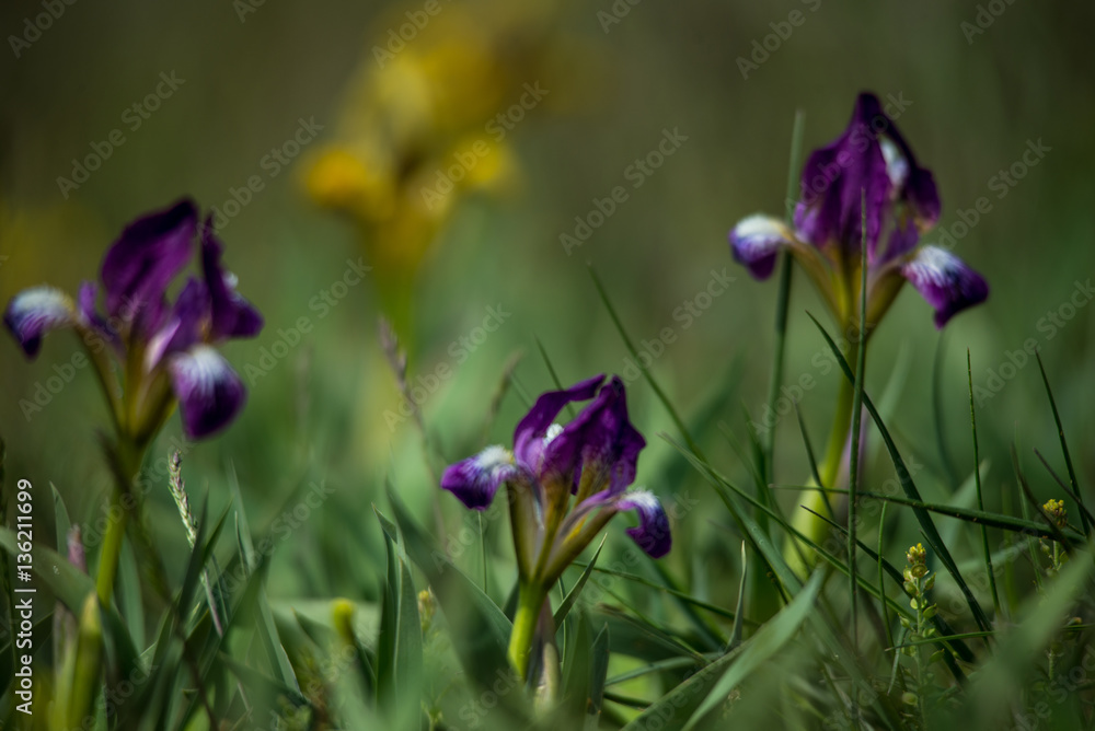 Fototapeta premium Flowers of wild iris in spring steppes