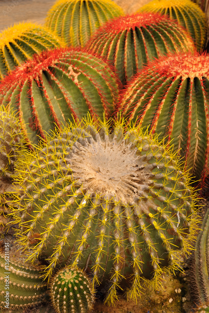 Giant Cactus Giant Cactus