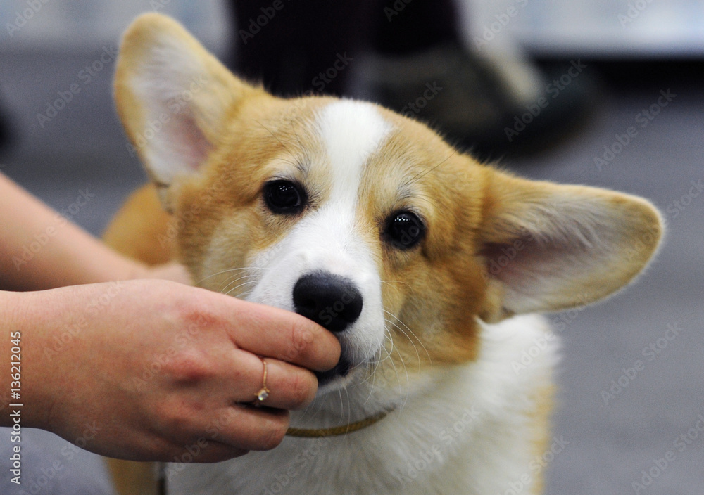 Corgi sales dog show