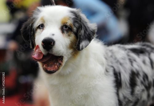 Australian Shepherd at dog show, Moscow.