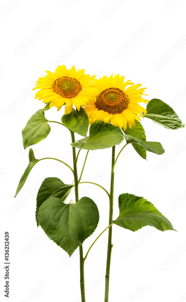 Obraz premium Sunflower flower