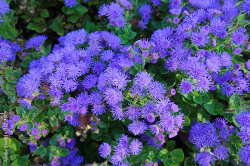 purple flowers  green leaves as a hedge