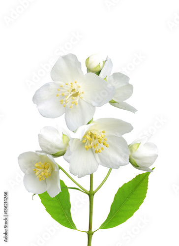 Fototapeta Naklejka Na Ścianę i Meble -  beautiful jasmine flowers with leaves isolated on white