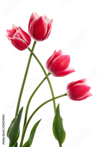 The plaited tulips