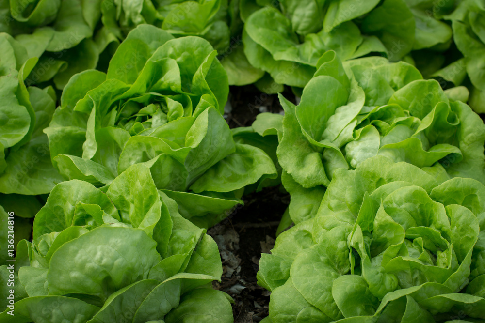 Growing organic vegetables, Non-toxic vegetable is grown. Vegetable garden, green garden .. Growing organic vegetables, Non-toxic vegetable is grown. Vegetable garden, green garden ..