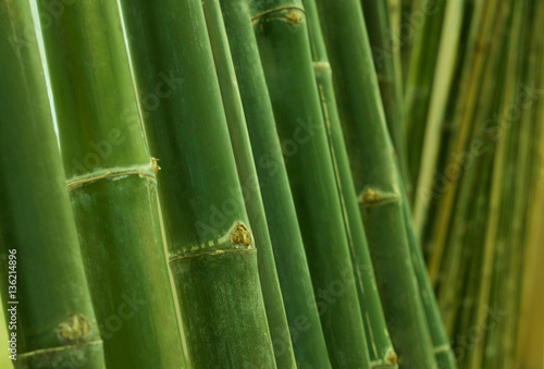 Bamboo, perennials Wong Bambusoideae of grass.