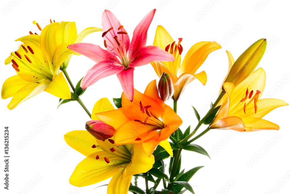 Obraz premium Bouquet