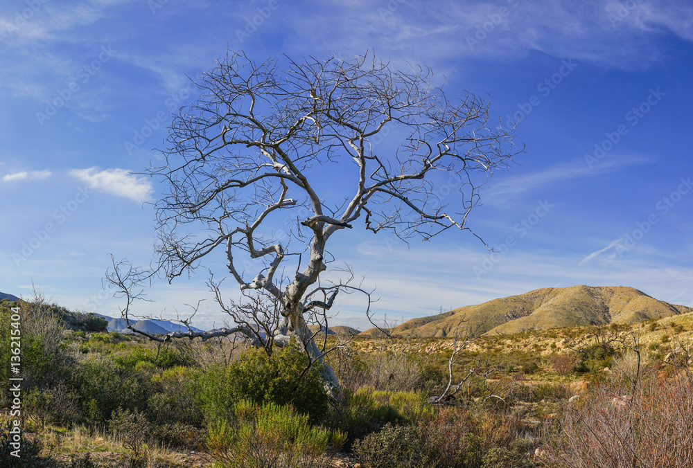 Tall tree stands above the grassland of southern California's Mojave Desert near Santa Clarita. Tall tree stands above the grassland of southern California's Mojave Desert near Santa Clarita.