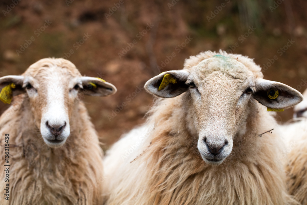head portrait of two beautiful long wool hair sheep head portrait of two beautiful long wool hair sheep