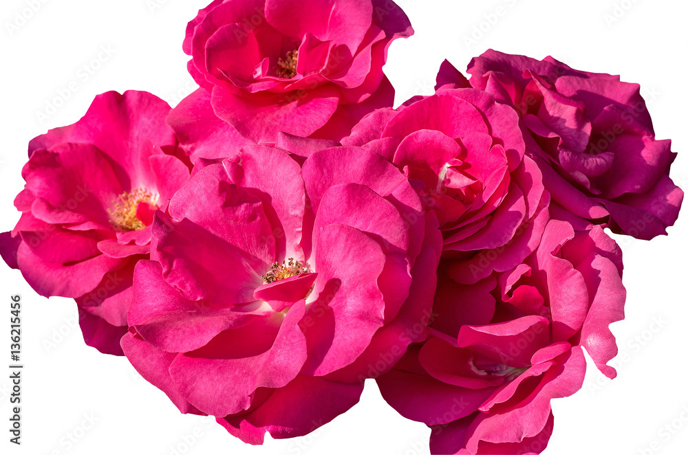 Inflorescences of pink roses on a white background, close up Inflorescences of pink roses on a white background, close up