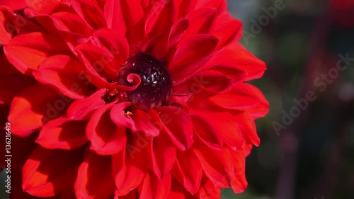 Very close-up of beautiful dahlia flower. Bright, red dahlia flowers in the garden on green leaves background. Great design for the romantic, feminine concept. Real, natural beauty. 