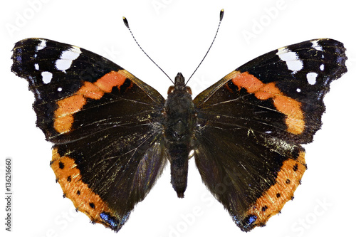 Red Admiral on white Background  -  Vanessa atalanta (Linnaeus, 1758) photo