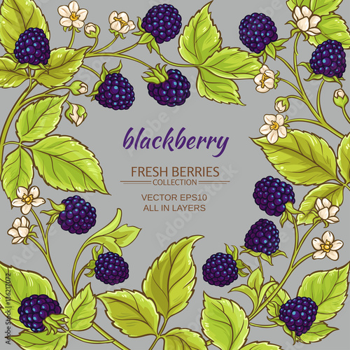 blackberry vector frame