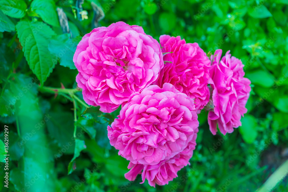 Pink rose flower in summer garden Pink rose flower in summer garden