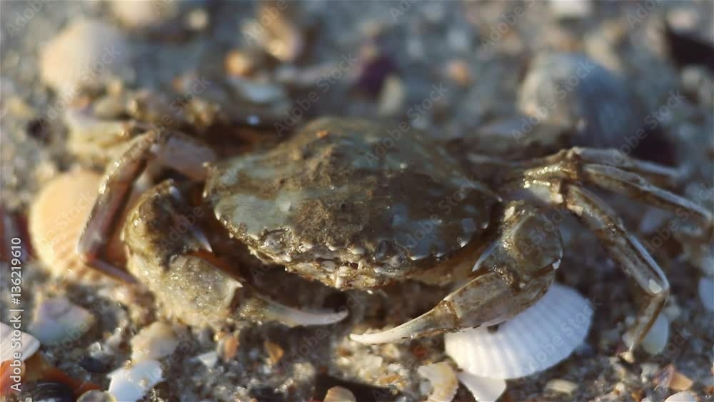 Small crab sitting on the beach then running away, natural habitat. (Macro Video) 